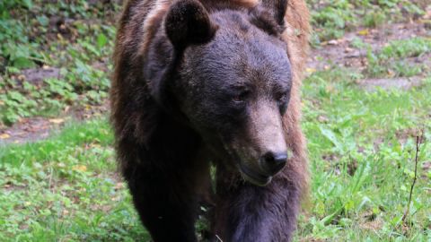 Bär aus dem Bärenwald Müritz auf der Wandertour Wasser, Wald & Bären